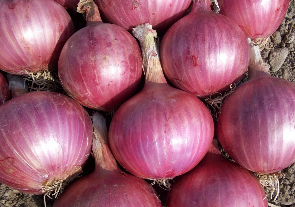 Onion
