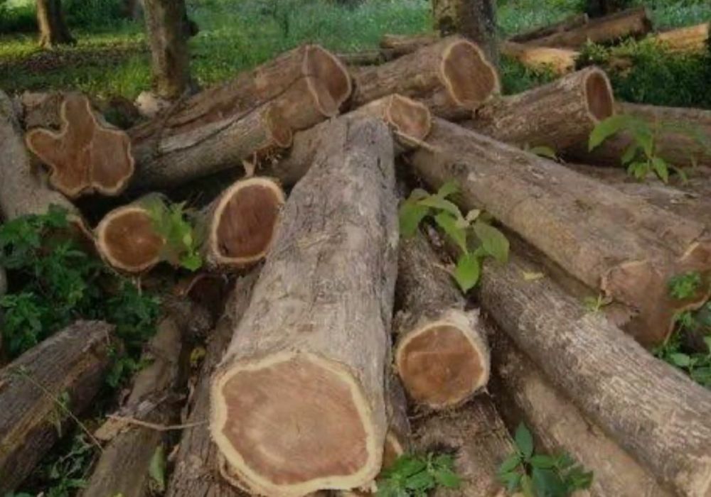 Teak Wood Round Logs