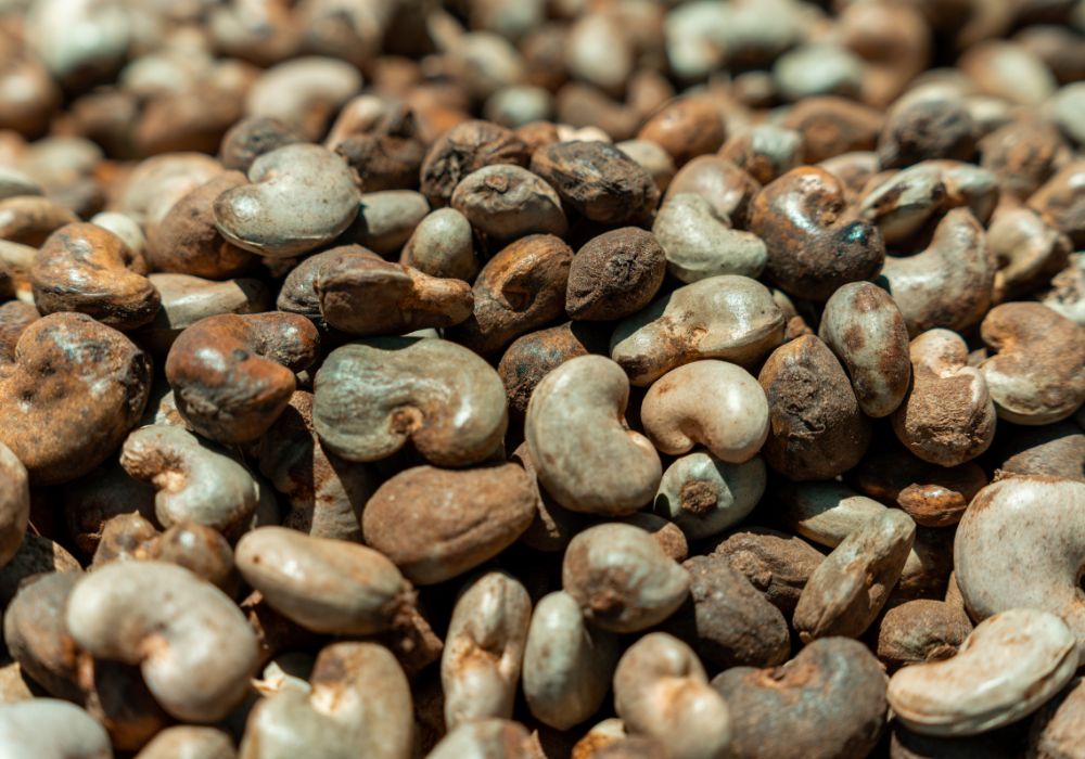 Raw Cashew